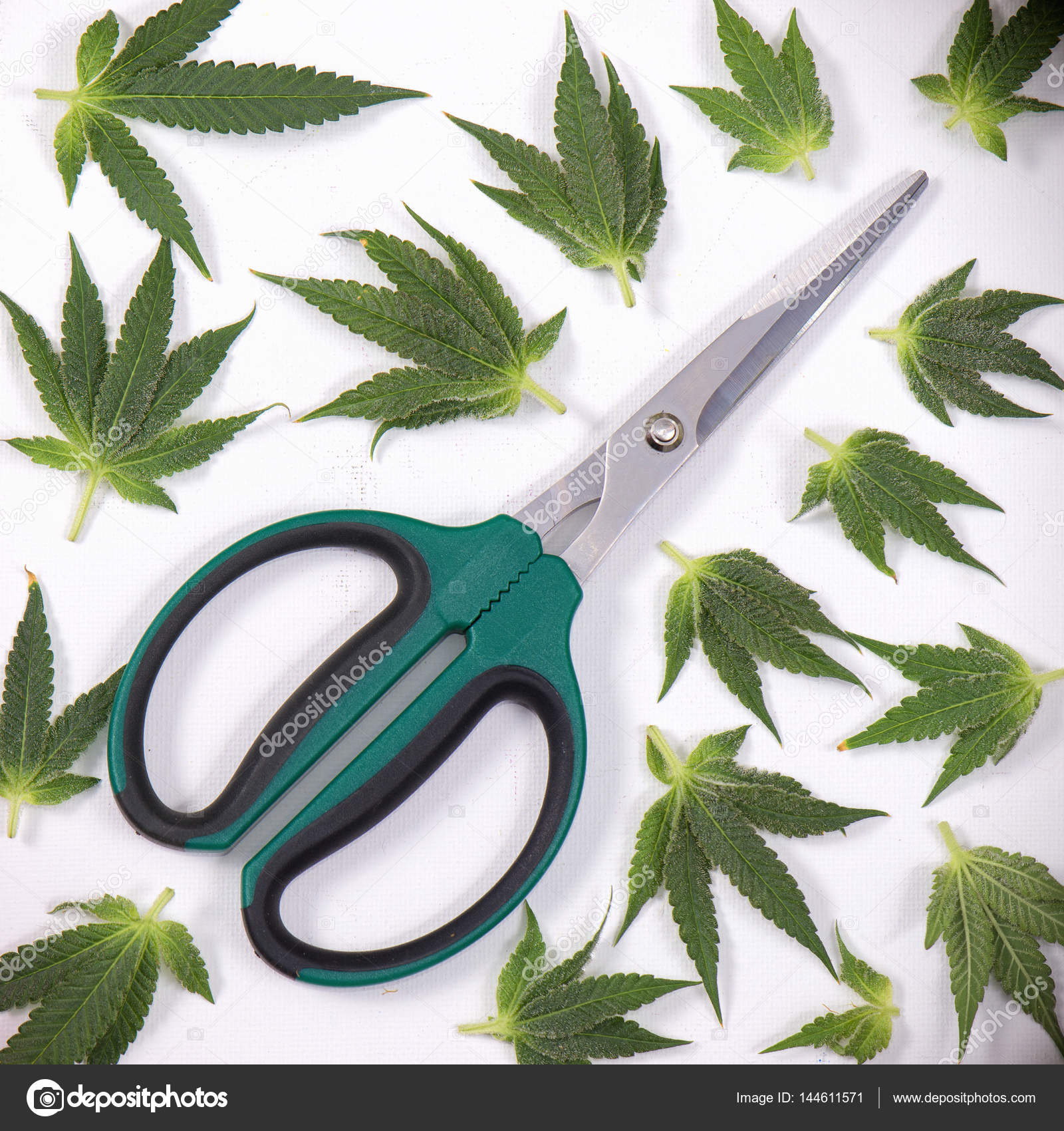 Cannabis leaves & trimming scissors over white - medical marijua Stock  Photo by ©rbspace 144611571